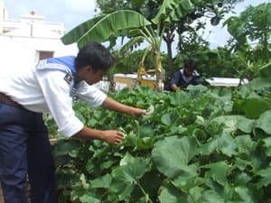 Gửi hạt giống rau tặng bộ đội đảo