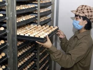 Xử lý việc đưa tin sai về công nghệ tẩy trứng gà
