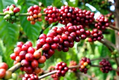 Niên vụ 2009-2010: Xuất khẩu cà-phê : Việt Nam còn nhiều thách thức