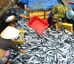 ĐBSCL: Nhiều loài thủy sản có giá trị kinh tế giảm mạnh