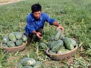 Dưa hấu đông xuân trúng mùa, nhưng “rớt” giá
