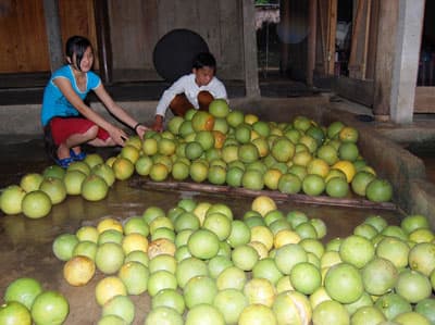 Được mùa mà vẫn thấy lo