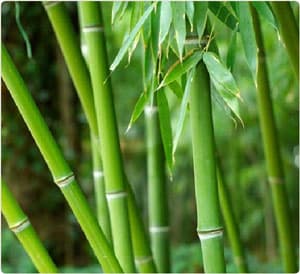Tre chống biến đổi khí hậu