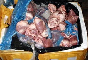 Tiêu hủy 2.050kg nội tạng lợn đã phân hủy