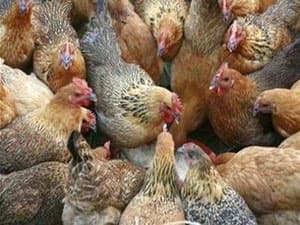 Giá gà tăng cao, các trang trại đua nhau tăng đàn