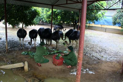 Đẩy mạnh tăng gia, chống… “bão giá”
