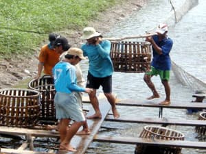 Nông dân cần bình tĩnh trước sự tuột dốc của giá cá tra