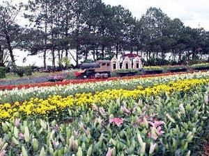 Để ngành hoa Đà Lạt vươn ra thị trường thế giới