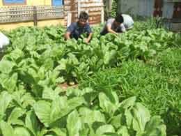 Vườn xanh nơi “quần đảo bão tố”
