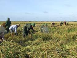 “Một tuổi quân” giúp dân chạy lúa