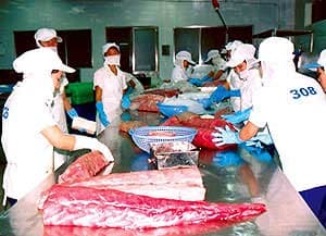 Xuất khẩu cá ngừ sang nhiều thị trường tăng cao