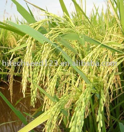 Xuất khẩu gạo năm 2010: Dự báo nhiều tín hiệu khả quan