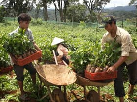 Lấy lại uy tín cà phê Việt trên thị trường thế giới