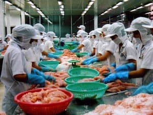 Mỹ - Thị trường nhập khẩu ổn định của cá tra Việt