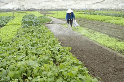 Sẽ đẩy mạnh kiểm tra dư lượng thuốc bảo vệ thực vật trên rau quả