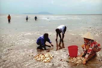 Kinh tế hợp tác đến thời kì hưng thịnh?