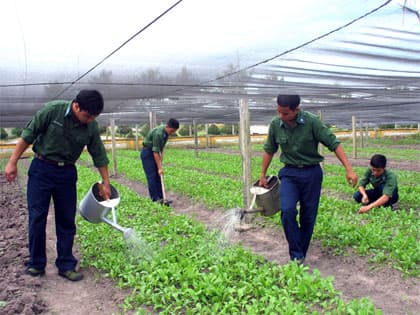 Rau xanh bên trận địa canh trời