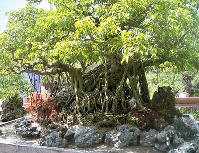 Cấm khai thác, vận chuyển, xuất khẩu cây cảnh khai thác từ rừng tự nhiên