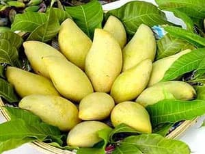 Xuất khẩu xoài cát Hòa Lộc sang thị trường Nhật