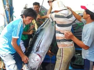 Xuất khẩu cá ngừ sang nhiều thị trường tăng mạnh
