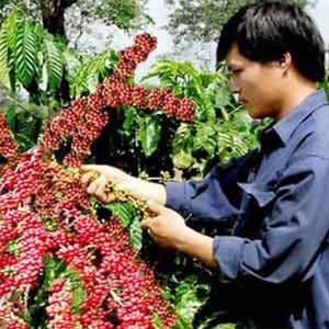 Xuất khẩu cà phê: Cẩn trọng khi thị trường cà phê “mở”