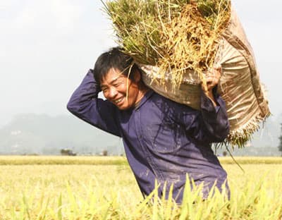 Tạo thương hiệu cho gạo Hà Nội