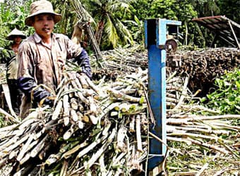 Nghịch lý mía đường