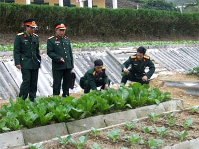 “Thương hiệu" rau sạch của bộ đội đảo