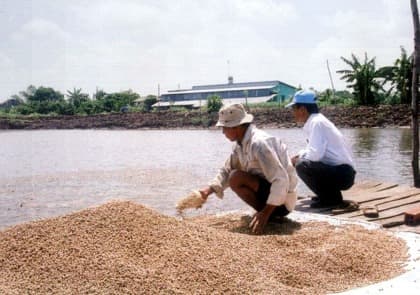 Nhiều yếu tố bất lợi tác động đến người chăn nuôi và doanh nghiệp