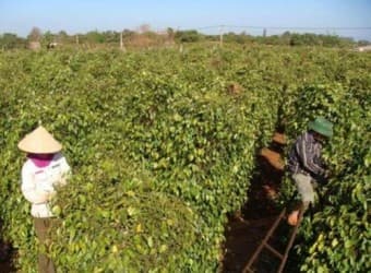 Xuất khẩu hồ tiêu: Nông dân “điều tiết” giá thị trường!
