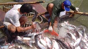 Mỹ ra quyết định về thuế chống bán phá giá cá tra của Việt Nam