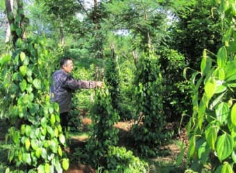 Giá hồ tiêu “đua” giá vàng