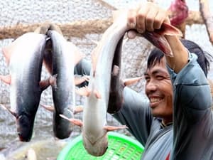 Nhiều cơ hội để doanh nghiệp xuất cá tra sang Mỹ