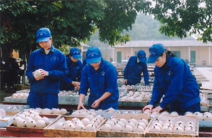 Cơ khí hóa, tự động hóa - "chìa khóa" thành công