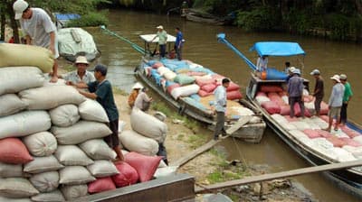 Bức xúc với giá sàn xuất khẩu gạo
