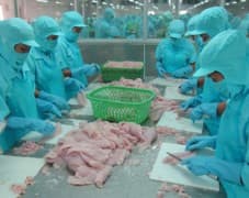 Xuất khẩu cá tra vào Mỹ- khó lại càng khó