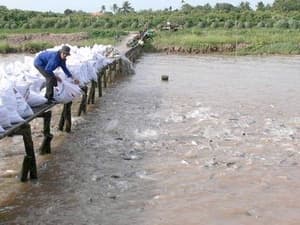 Long An: Mất trắng 2.000 ha nuôi cá do nước lũ