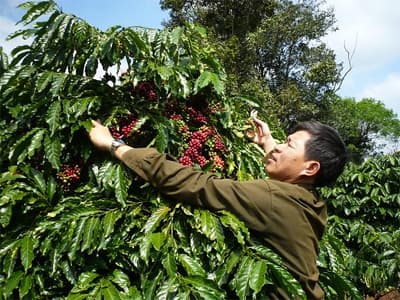 Đắc Lắc: Nông dân lo sợ “cà phê được mùa... mất giá”