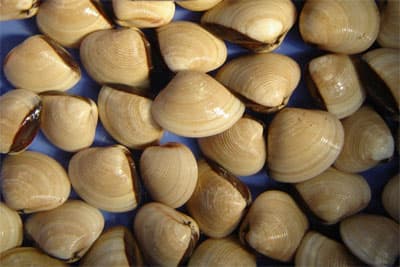 Phương pháp mới phát hiện độc tố trong thủy sản