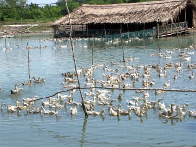 Đột biến thị trường thịt trứng gia cầm