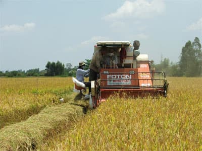Cánh đồng mẫu lớn – cách làm mới thời hội nhập