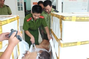 Phát hiện 15 tấn cá đông lạnh không rõ nguồn gốc