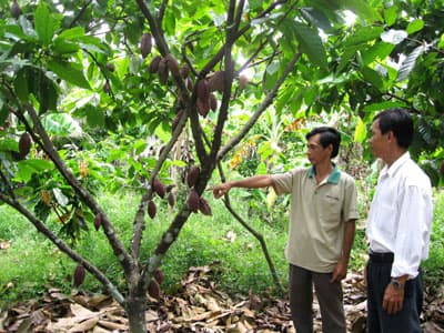 Nông dân Bến Tre đi lên từ mô hình phát triển kinh tế vườn