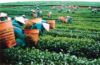 Năm 2010 chế biến được hơn 300.000 tấn chè, cà phê và rau xuất khẩu