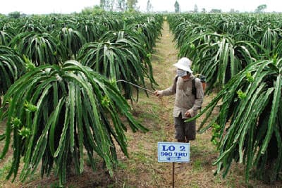 Cứu vụ thanh long
