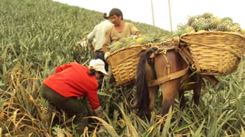 Bản Lầu sắp giàu nhờ cây dứa