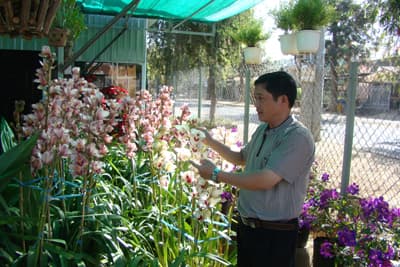 Hoa lan Đà Lạt... cháy hàng