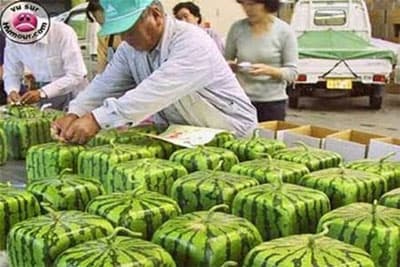 Quả lạ ngày Tết, liệu có độc hại?