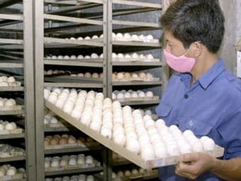 Không có trứng Trung Quốc "đội lốt" trứng gà ta
