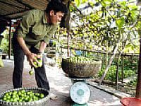 Long Biên: Cây đặc sản trái mùa cho giá trị cao
